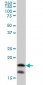 NME2 Antibody (monoclonal) (M08)